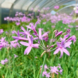 Society Garlic Plant, Tulbaghia Violacea