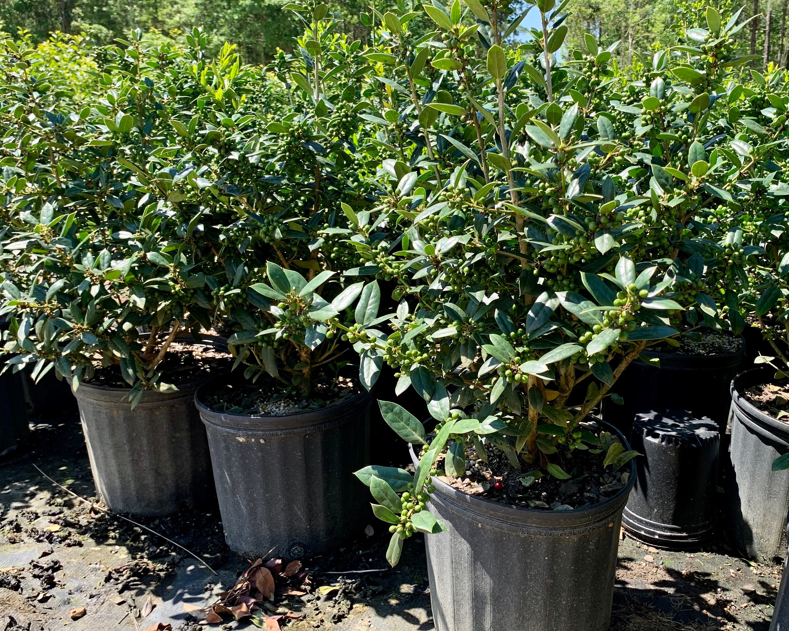 Needlepoint Holly Evergreen Shrubs Shrubs Bushes Live Etsy