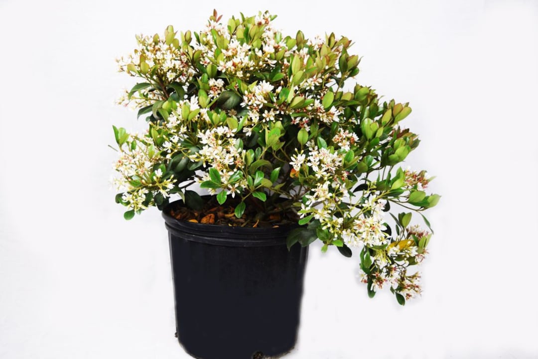 Clara Indian Hawthorn, Rhaphiolepis Indica, India Hawthorn Shrub