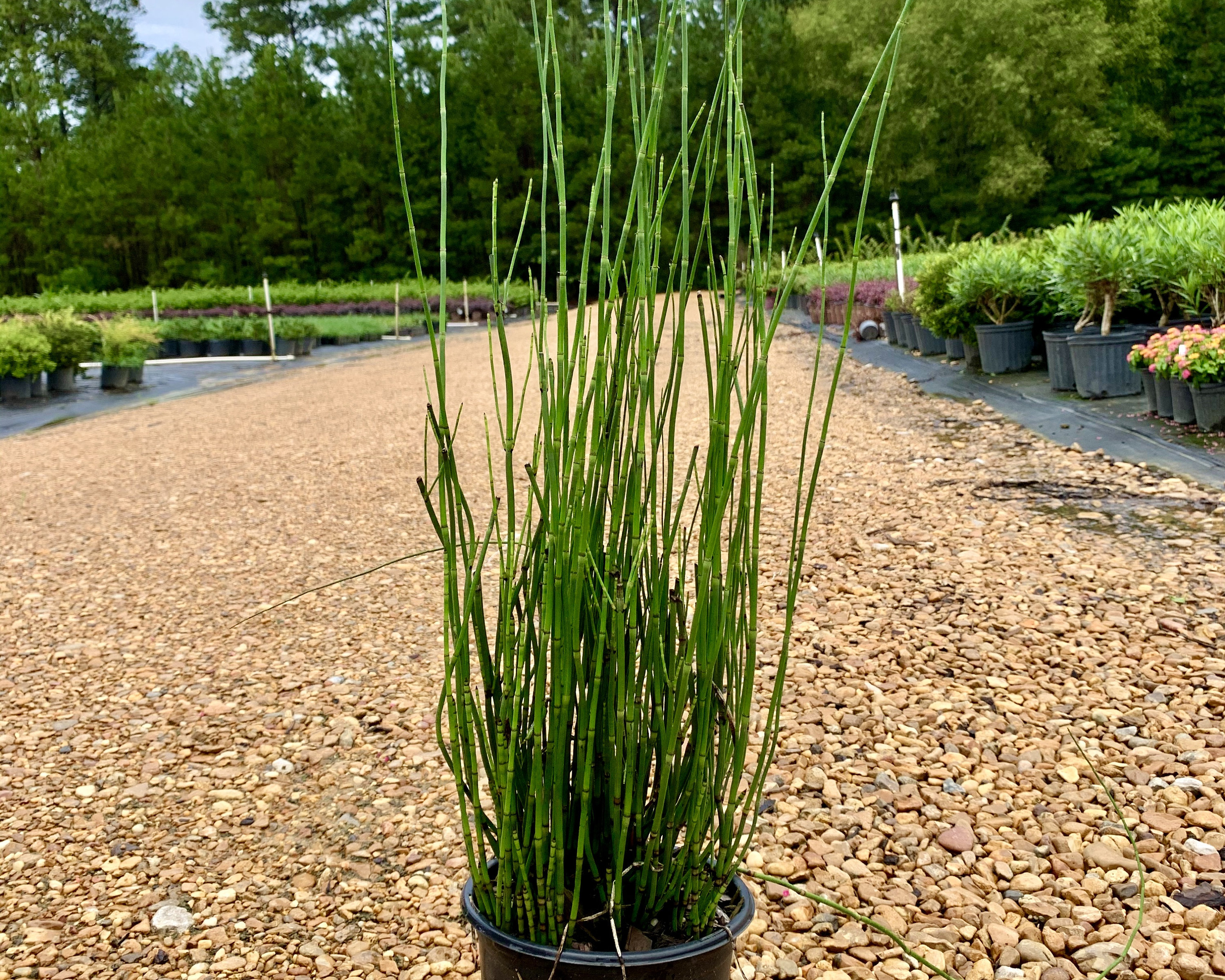 Dried Green Stems Natural Plant Herb Rough Horsetail Equisetum Hyemale Home  Decor Photo Prop Exclusive Rare Nature Art Rustic Primitive 