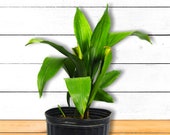 Cast Iron Plant, Aspidistra Elatior, House Plants, Cast Iron Plant Live, House Plants Low Light, Live Plants Indoor, Plants for Sale