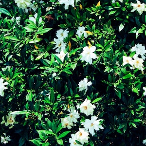 Live Gardenia Plant, Gardenia, Frost Proof Gardenia, Fragrant Plants, White Flowers, Gardenia Live Plant, Container Plants, Live Shrubs