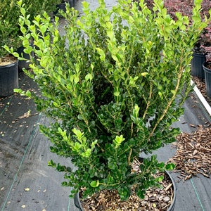 Wintergreen Boxwood, Evergreen Bush, Wintergreen Box Wood, Wintergreen Boxwood Shrubs