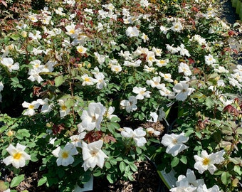 White Knockout Rose, Knockout Roses, Rose Bush, Rose Bushes, Flowering Shrubs, Rose Bush Plant, Live Rose Plants, Live Rose Bush