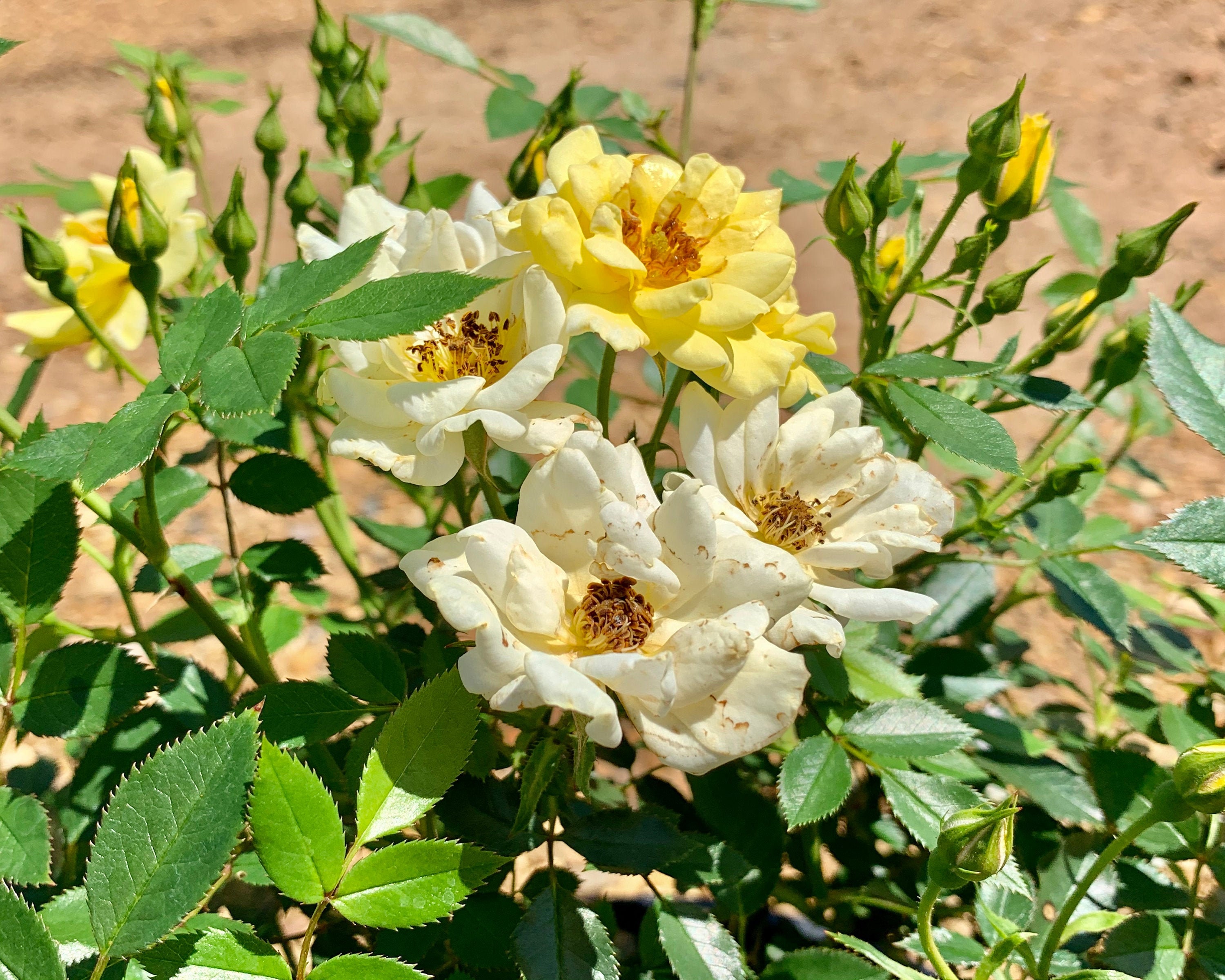 Lemon Drift Rose | Etsy