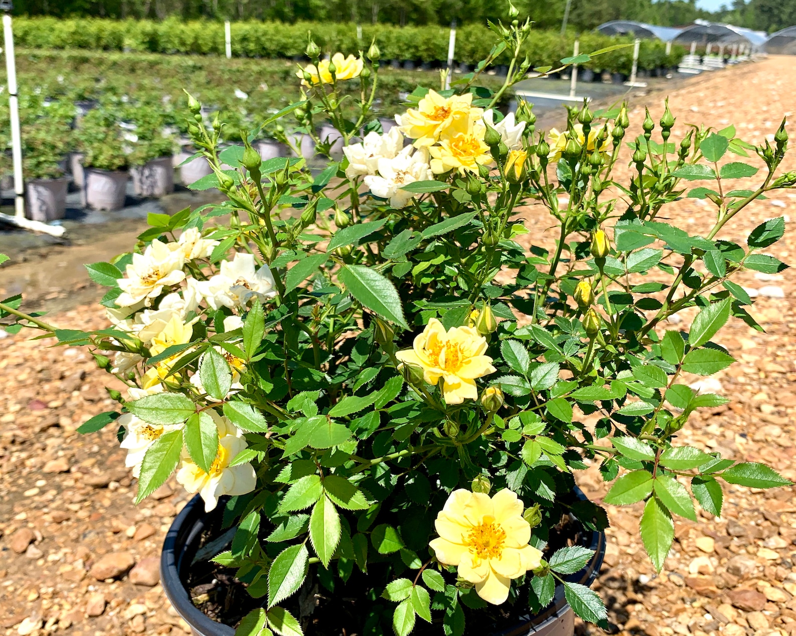 Lemon Drift Rose Rose Bush Live Rose Bush Yellow Rose Etsy UK