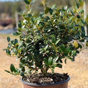 Oakland Holly, Hedge Plants, Southern Living Plants, Evergreen Holly, Red Berry Bush