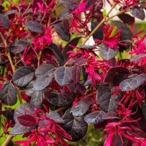 Purple Diamond Loropetalum, Evergreen Shrubs, Purple Shrub, Live Shrubs, Pink Flowers, Shrubs Bushes, Shrubs for Sale, Shrubs Plants