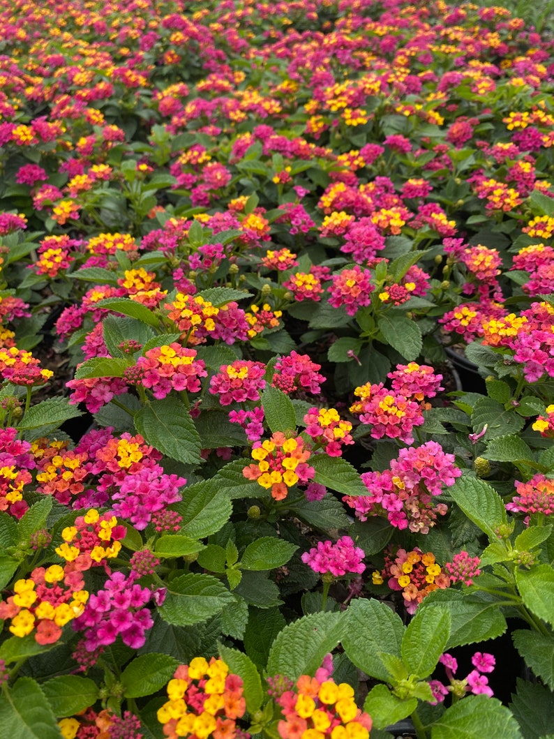 Lil Miss Lantana, Lantana, Lantana Plant, Lantana Plant Live, Lantana Flowers, Live Lanta Plant, Pink Lantana, Yellow Lantana, Multi Color image 2