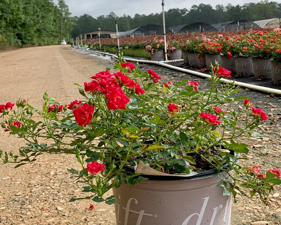 Red Drift Roses, Drift Rose Plant, Drift Roses Etsy