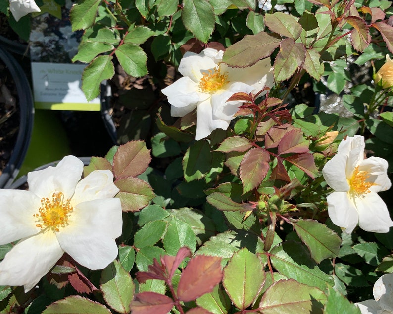 White Knockout Rose Knockout Roses Rose Bush Rose Bushes Etsy