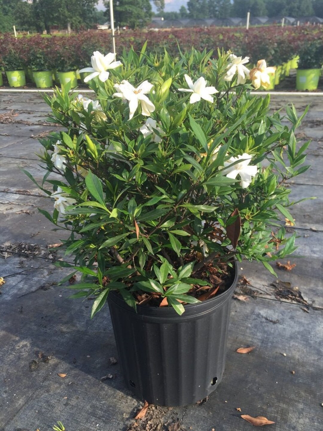 Frost Proof Gardenia, Live Gardenia Plant, Gardenia, Fragrant Plants