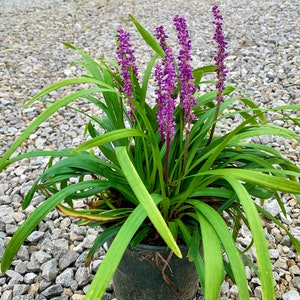 Liriope Muscari, Royal Purple, Lily Turf, Sun or Shade Perennial image 1