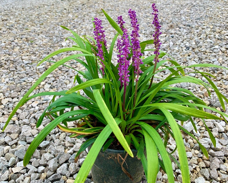 Liriope Muscari, Royal Purple, Lily Turf, Sun or Shade Perennial image 1