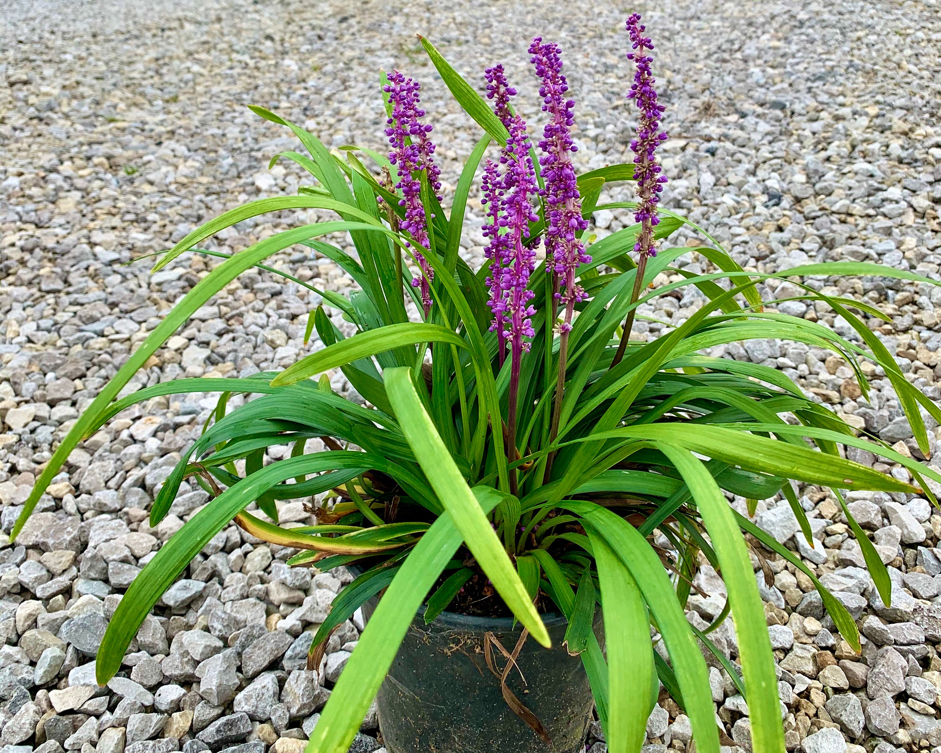 Liriope Muscari Royal Purple Lily Turf Sun or Shade Perennial
