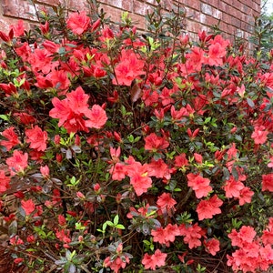 Azalea Plant, Azalea, Evergreen Shrub, Fashion Azalea, Red Flowers, Colorful Plants, Lives Plants, Shrub Plants, Mother&#39;s Day, Plant Gift