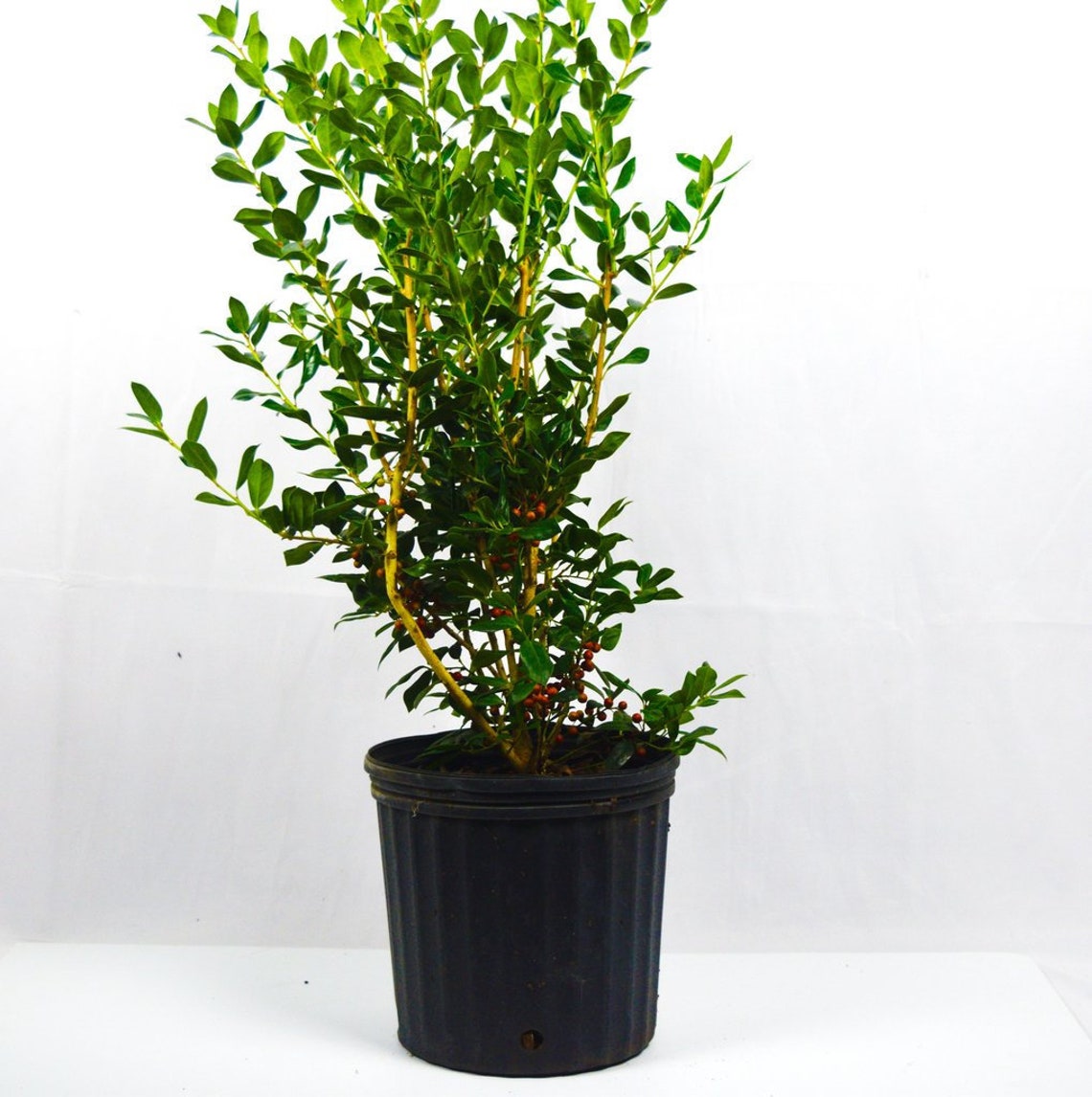 Needle Point Holly Evergreen Shrubs Shrubs Bushes Live Etsy Australia