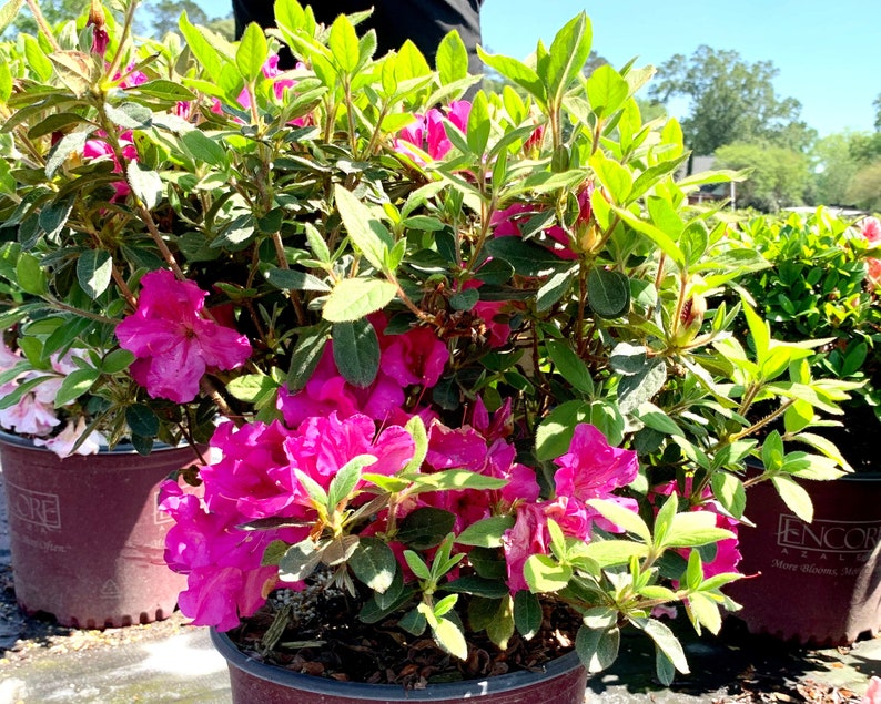 Autumn Royalty, Encore Azalea, Azalea, Azalea Plant, Rhododendron Plant, Azalea Flower, Purple Azalea, Flower Plants, Live Plants for Sale image 2