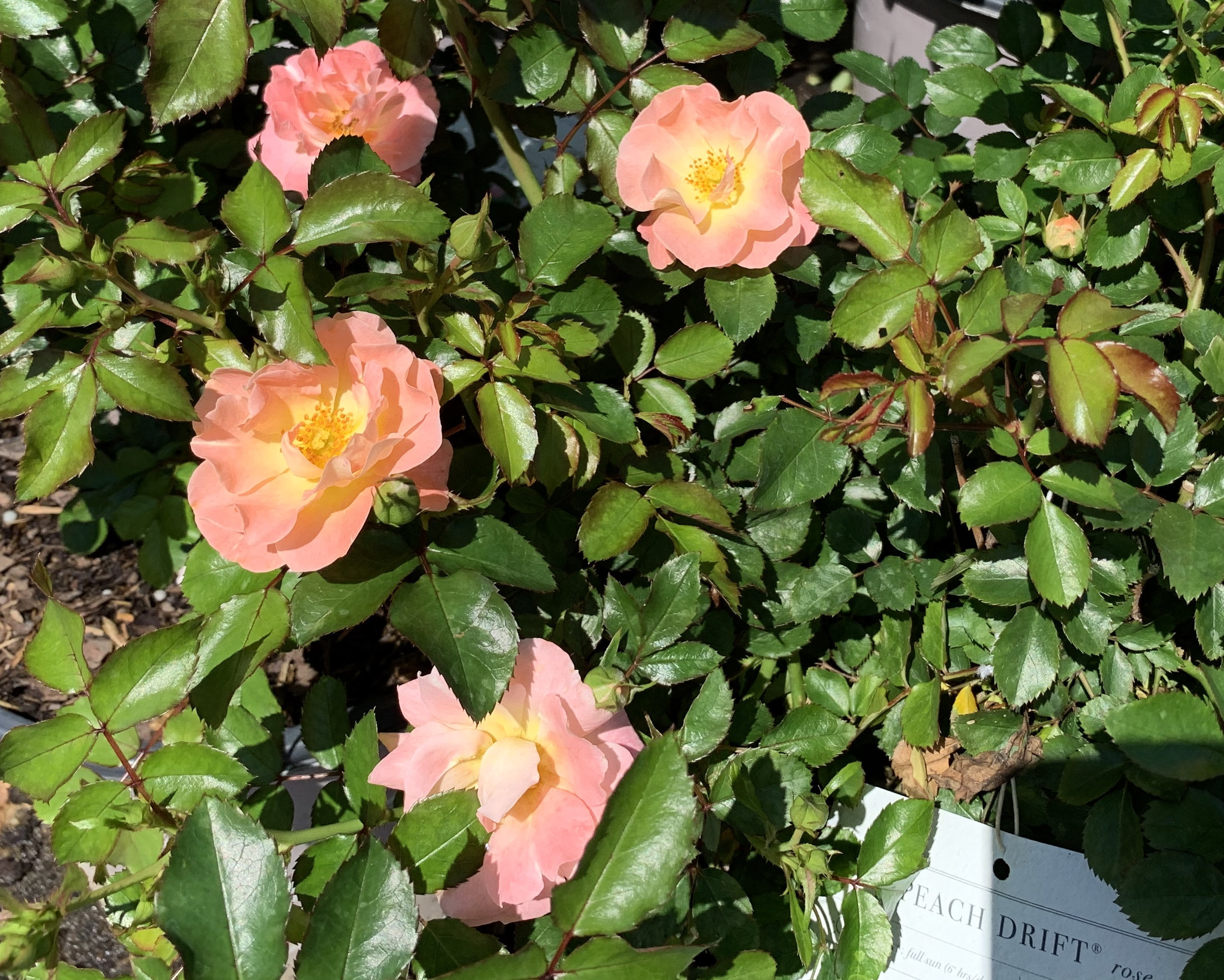 Peach Drift Roses Rose Bushes Live Plants Rose Bush Rose Etsy