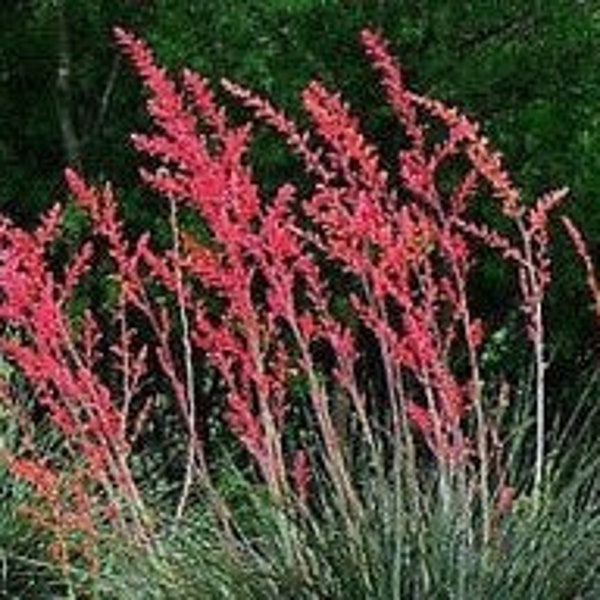 Red Yucca, Red Yucca Plant, Drought Resistant Plant, Desert Plant, Evergreen Plants, Cactus Plants, Texas Yucca, Hesperaloe Parviflora