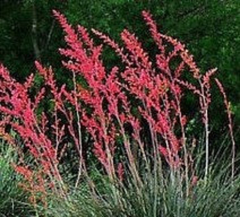 Red Yucca Plant Texas Yucca Hesperaloe Parviflora | Etsy