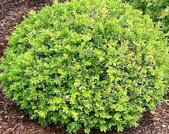 Baby Gem Boxwood, Evergreen Shrubs, Live Boxwood Plant, Boxwood, Box Wood Plants, Southern Live Plants, Full Sun Plant, Partial Shade Plant