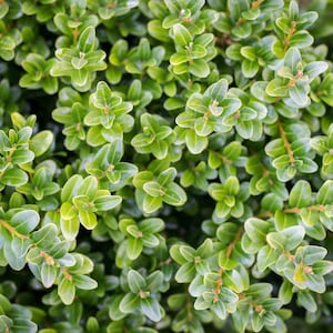 Wintergreen Boxwood, Evergreen Shrubs, Boxwoods Live Plants, Bushes Live, Shrubs Bushes, Shrubs for Sale, Boxwood Shrubs, Live Bushes
