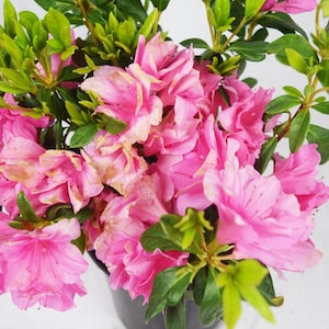 Pink Ruffle, Pink Azalea, Azalea, Azalea Plant, Pink Flowers, Live Plants, rutherford hybrid, Spring Plants, Mom Gift, Mothers day gift