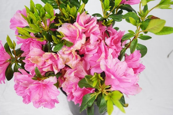 Image of Azalea 'Pink Ruffles' deer resistant