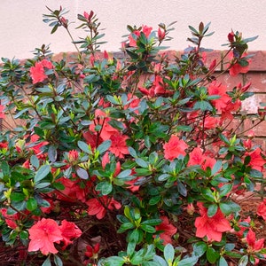 Fashion Azalea, Azalea Plant, Azalea, Evergreen Shrub, Red Flowers, Colorful Plants, Lives Plants, Shrub Plants, Mother&#39;s Day, Plant Gift