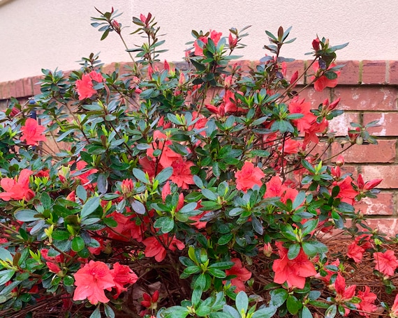 Fashion azalea deals