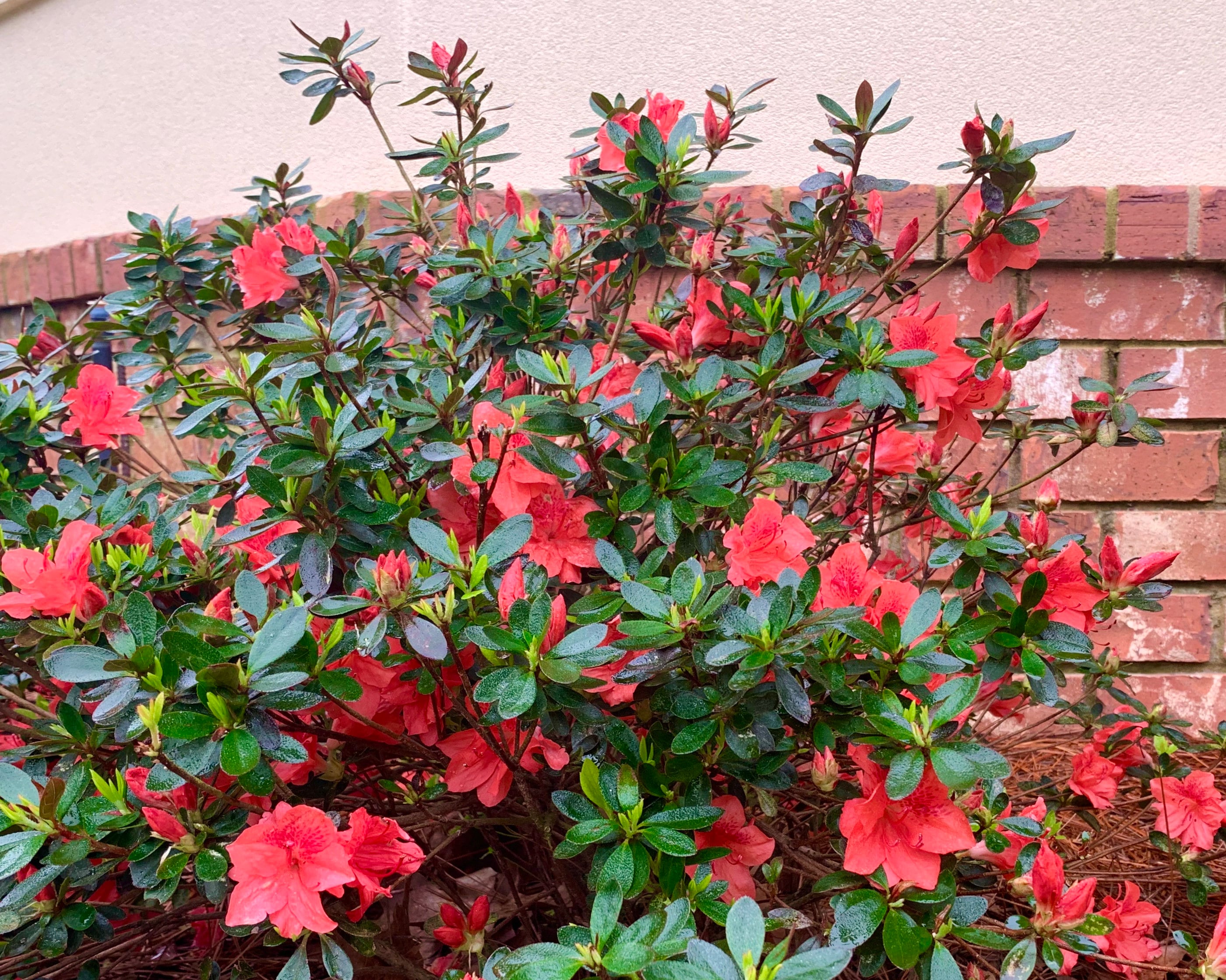Red slipper azalea new arrivals
