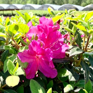 Autumn Royalty, Encore Azalea, Azalea, Azalea Plant, Rhododendron Plant, Azalea Flower, Purple Azalea, Flower Plants, Live Plants for Sale image 3