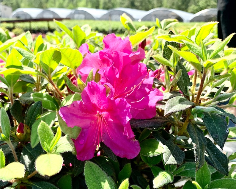 Autumn Royalty, Encore Azalea, Azalea, Azalea Plant, Rhododendron Plant, Azalea Flower, Purple Azalea, Flower Plants, Live Plants for Sale image 3