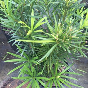Japanese Yew