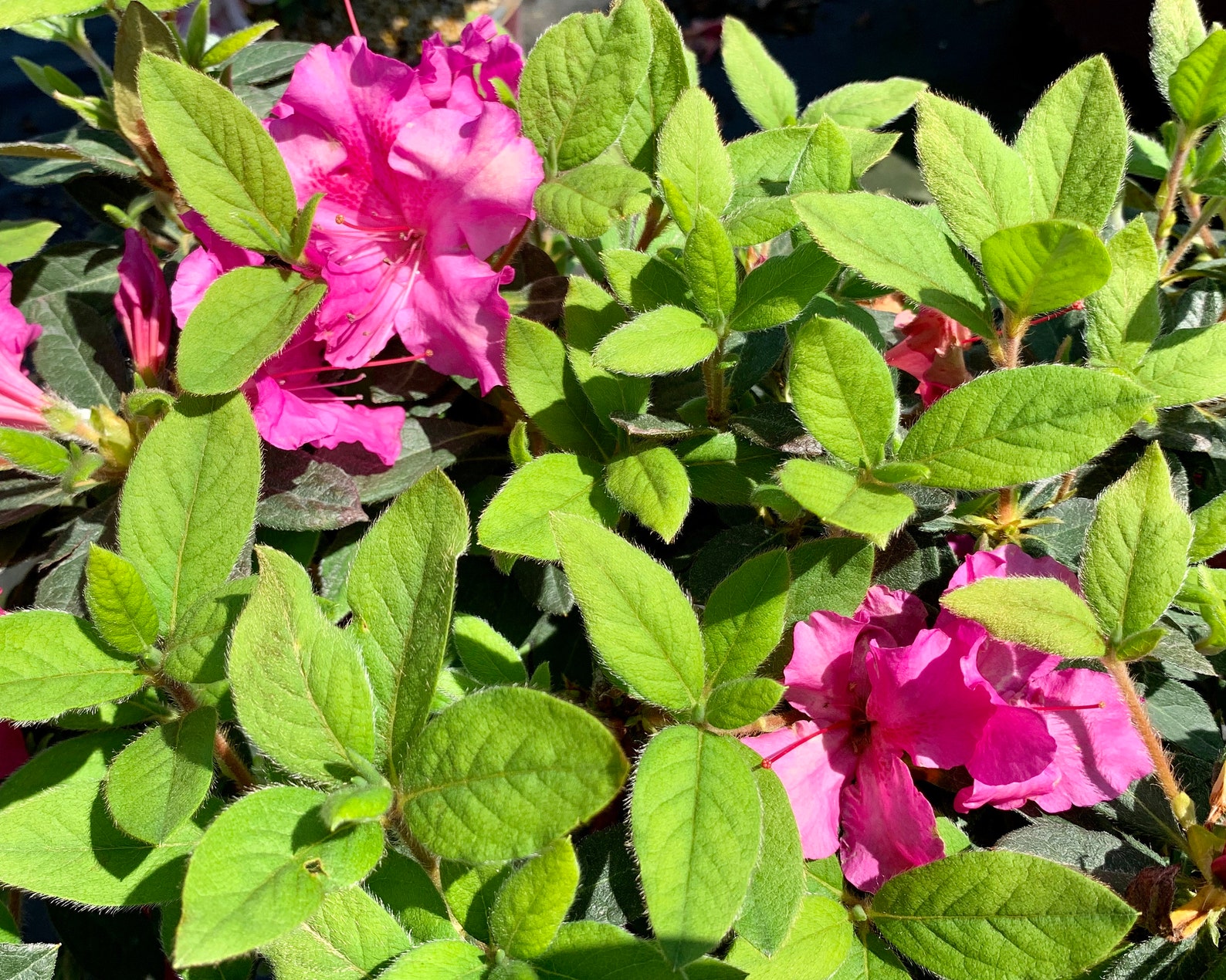 Autumn Royalty Encore Azalea Azalea Azalea Plant - Etsy Israel