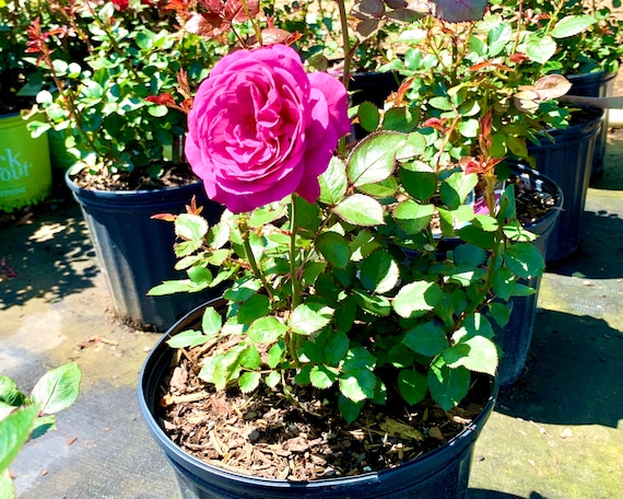 Sunbelt Plum Perfect, Rose Bushes Live Plants, Purple Rose Bush, Rose Bush  Plant, Purple Roses, Rose Bush Shrub, Live Rose Plants, Live Rose -   Denmark