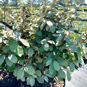 Eleagnus Fruitlandii, Eleagnus Shrubs, Silver Leaf Plant, Hardy Plants, Fast Growing Plants, Fragrant Plant, Hedge, Heat Tolerant Plant