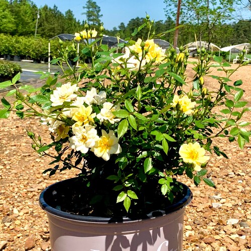 Lemon Drift® Rose Bush: Rosa X 'novarospop' Yellow - Etsy