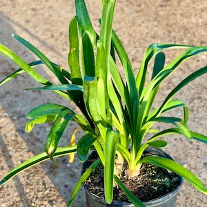 Agapanthus Blue, Agapanthus Africanus, Agapanthus Lily of the Nile, Low Maintenance Perennial, Lily of the Nile
