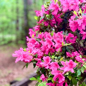 Pink Formosa Azalea, Azalea Plant, Pink Azalea, Azalea Flower, Live Plants, Pink Live Plants, Spring Bloomers, Colorful Plants, Mother&#39;s Day