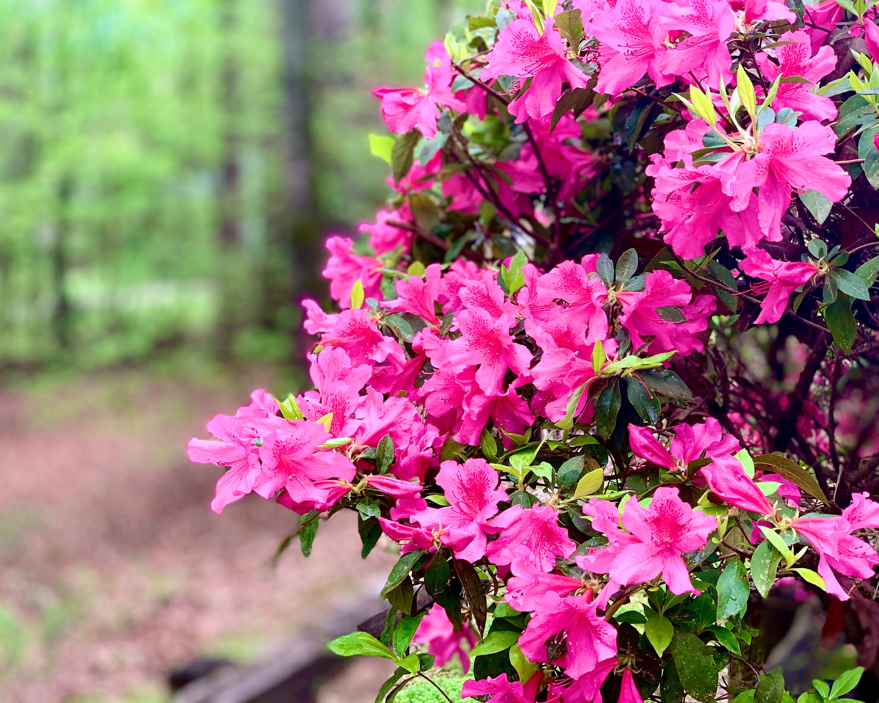 Pink azalea deals