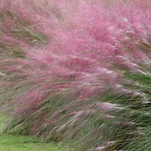 Muhly Grass, Muhlenbergia Capillaris, Ornamental Perennial Grass