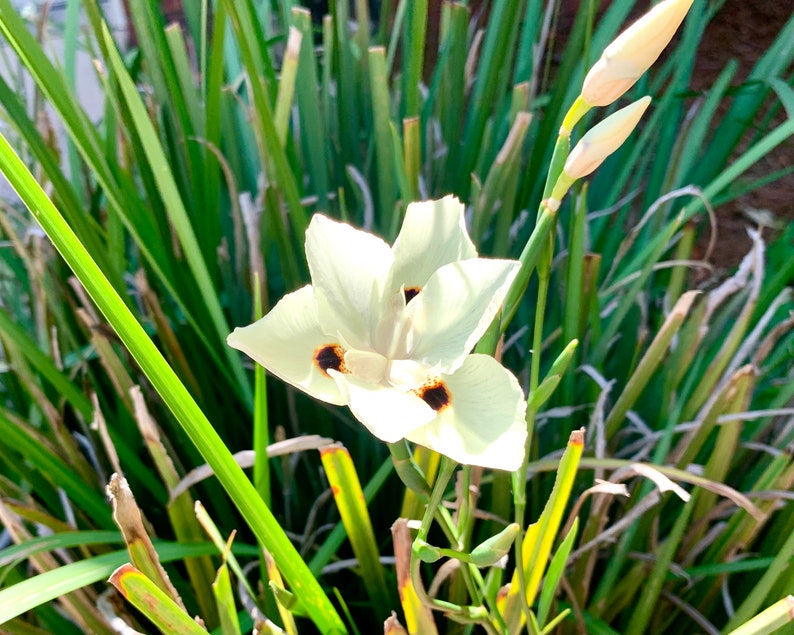 Bicolor Iris African Iris Plant African Iris Rhizomatous Etsy