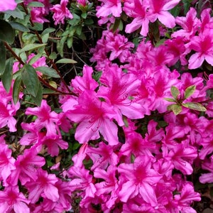 Judge Solomon Azalea, Azalea Live Plant, Pink Azalea