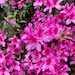 see more listings in the Live Plants section