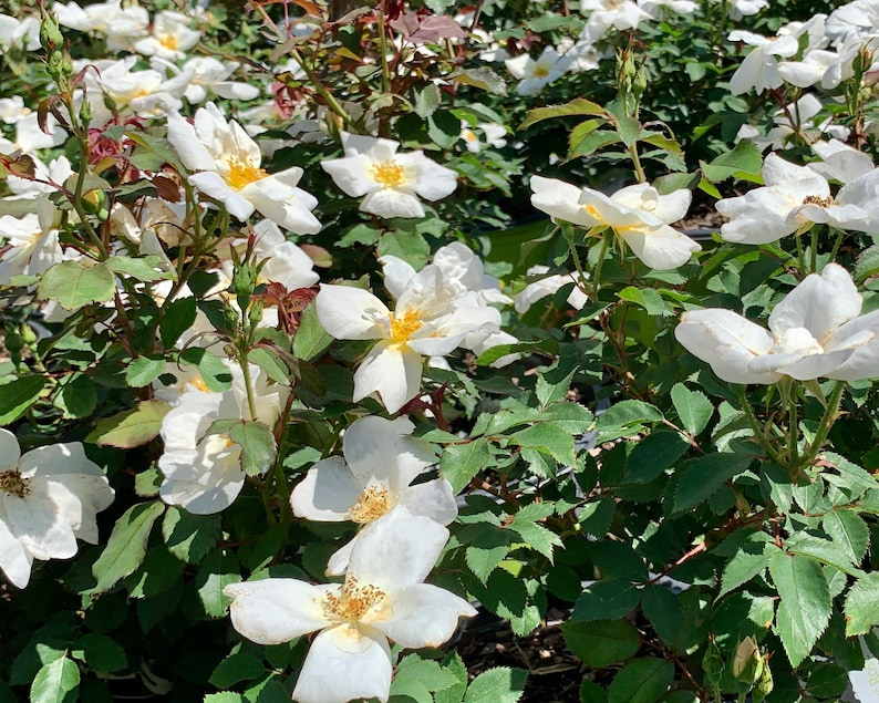 White Knockout Rose Knockout Roses Rose Bush Rose Bushes Etsy