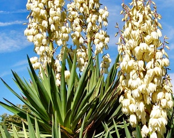 Green Soft Leaf Yucca, Yucca Plant Live