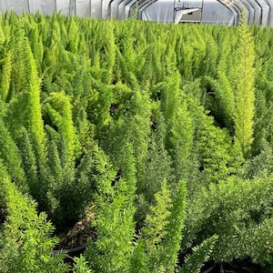 Foxtail Fern, Foxtail Fern Plant, Evergreen Fern, Evergreen Shrub, Asparagus Fern, Asparagus Meyeri, Ground Cover, Fern, Fern Plants Live