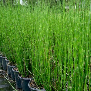 Roseau de prêle, Equisetum Hyemale, Herbe de roseau de prêle, Plante de roseau de prêle, Bambou de roseau de prêle, Plante de jardin zen, Plantes détang vivantes image 1